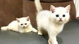 British Short Hair Kittens