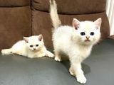 British Short Hair Kittens