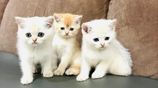 British Short Hair Kittens