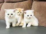 British Short Hair Kittens