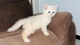 British Short Hair Kittens