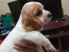 Cocker Spaniel Puppy