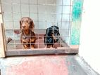Pure Dachshund Pair