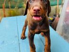 Doberman Puppies