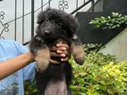 Pure German shepherd female puppy
