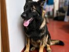 Pure German Shepherd Male Dog