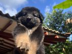 Pure German Shepherd Puppies - 35 Days Horana
