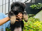 German Shepherd Puppies