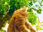Pure Ginger Persian cat