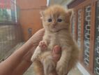 Ginger Persian Kitten