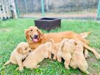 Pure Golden Retriever Male Puppies