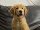 Pure Golden Retriever Puppy