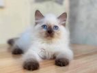 Pure Himalayan kitten