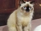 Pure Himalayan Cat