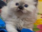 Pure Himalayan Persian kitten