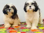 Shih Tzu Puppy