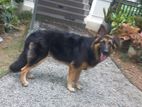 German Shepherd Dog