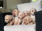 Pure Labrador Puppies