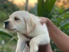 Pure Labrador Puppies