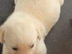 Labrador Retriever Puppies