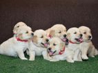 Labrador Retriever Puppies