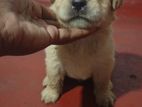 Pure Labrador Retriever Puppies