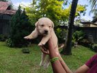 Pure Labrador Retriever Puppy