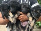 Pure Long Coat German Shepherd Puppies