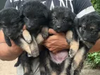 Pure Long Coat German Shepherd Puppies