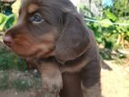 Dachshund Long Coat Puppies