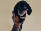 Pure Mini Dachshund Puppie