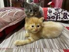 Persian Kittens