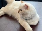 Persian Cat