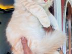 Pure Persain Kitten