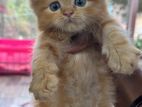 Pure Persain Kitten
