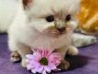 Pure Persian Kitten