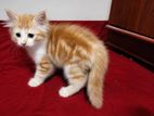 Pure Persian Bicolour
