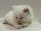 Persian Blue Eye Kittens