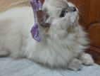 Pure Persian Cat