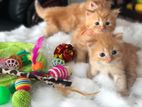 Persian Kitten