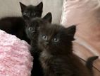 Pure Persian Breed Kittens