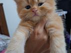 Persian Kitten