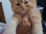 Persian Kitten
