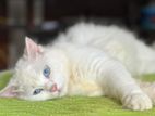 Pure Persian Cat with Kitten