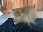 Pure Persian Cat