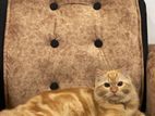 Pure persian cat