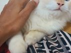 Pure Persian Cat