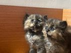 Persian Kittens