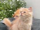 Pure Persian cat