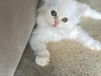 Persian Kitten